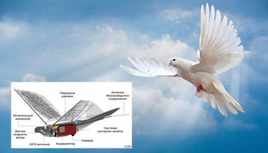 Cómo funcionan los drones chinos disfrazados de palomas