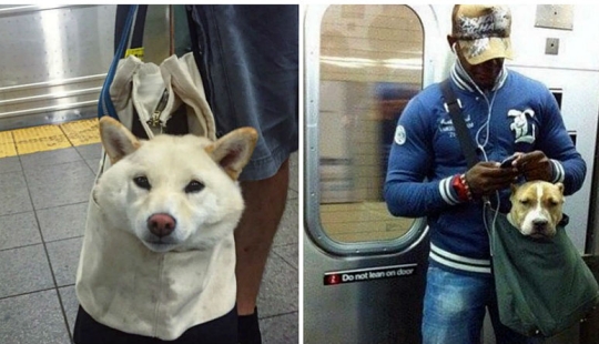 Cómo los astutos neoyorquinos eluden la prohibición de los perros en el metro Cómo los astutos neoyorquinos eluden la prohibición de los perros en el metro