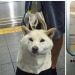 Cómo los astutos neoyorquinos eluden la prohibición de los perros en el metro