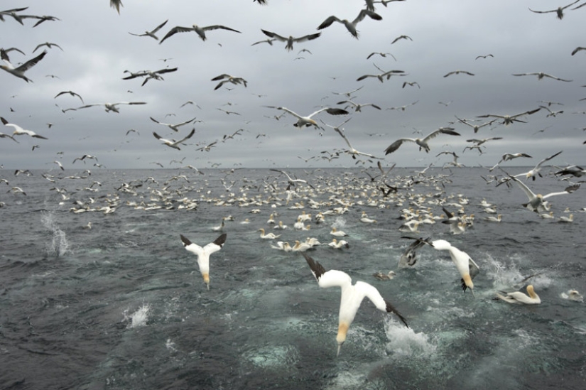 Cómo pescan los piqueros en la costa de las Islas Shetland