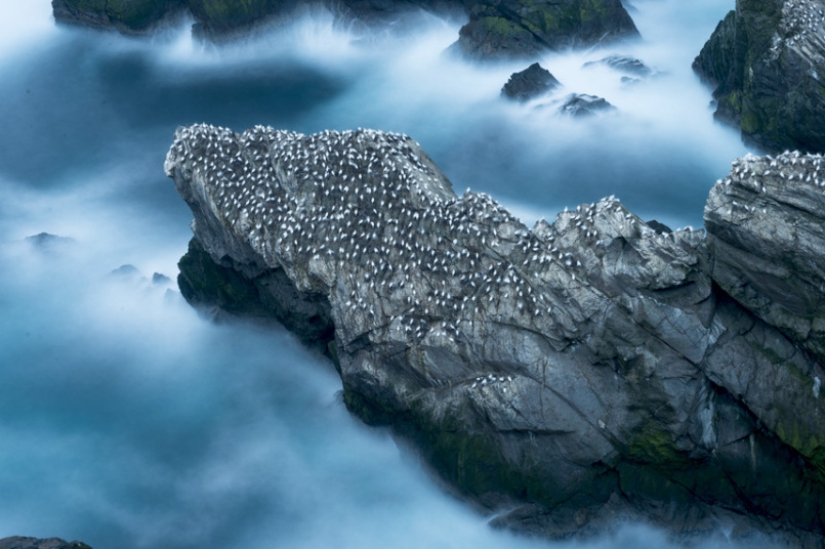 Cómo pescan los piqueros en la costa de las Islas Shetland