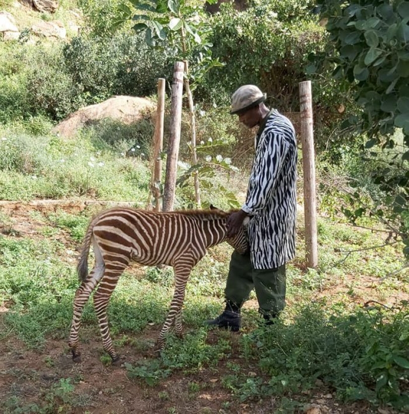 Cómo salvar a una pequeña cebra de la muerte: una receta de Kenia