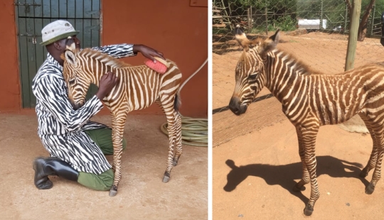 Cómo salvar a una pequeña cebra de la muerte: una receta de Kenia
