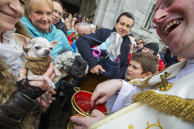 Cómo se bendicen los animales en Bélgica