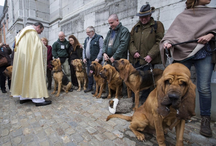 Cómo se bendicen los animales en Bélgica