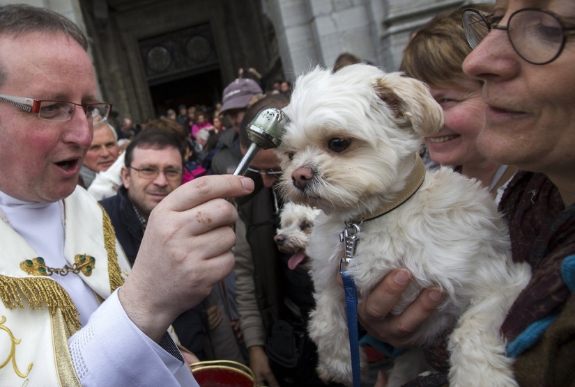 Cómo se bendicen los animales en Bélgica