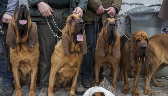 Cómo se bendicen los animales en Bélgica