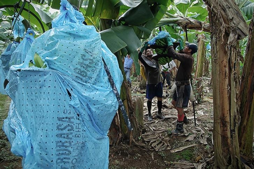 Cómo se cultivan y cosechan los plátanos