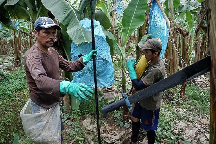 Cómo se cultivan y cosechan los plátanos