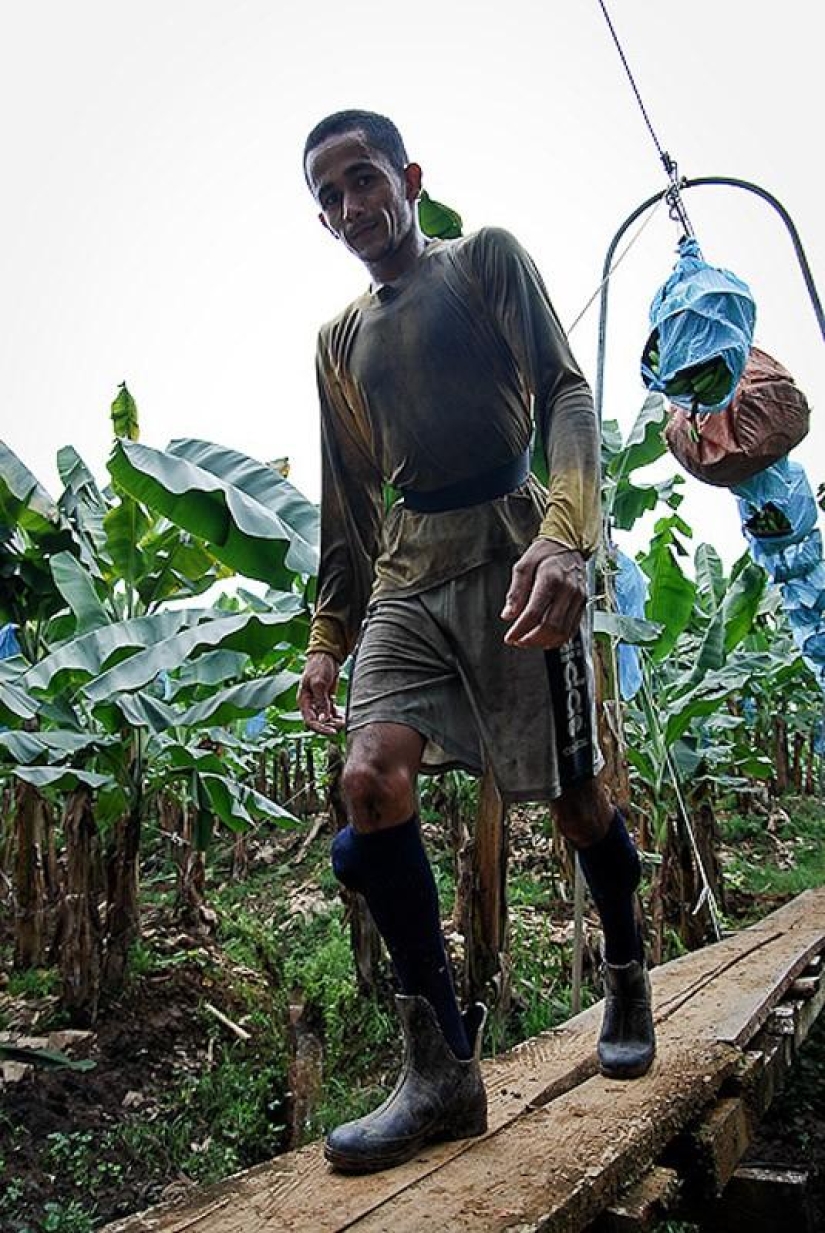 Cómo se cultivan y cosechan los plátanos