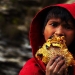 Cómo se extrae el oro dulce de Nepal