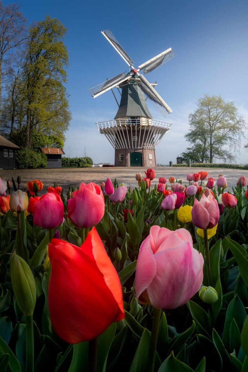 Cómo se ve el Parque de Tulipanes Keukenhof más hermoso sin un solo visitante