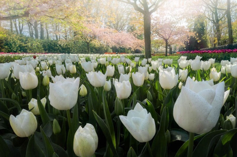 Cómo se ve el Parque de Tulipanes Keukenhof más hermoso sin un solo visitante