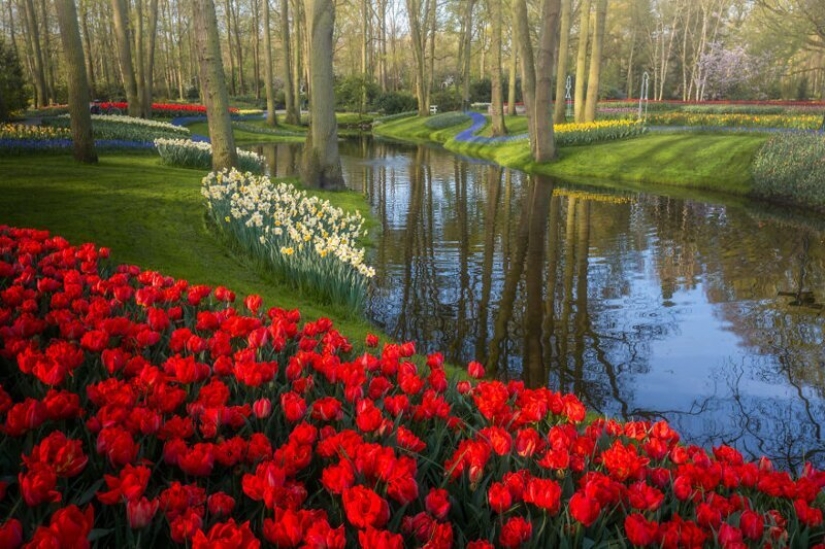 Cómo se ve el Parque de Tulipanes Keukenhof más hermoso sin un solo visitante