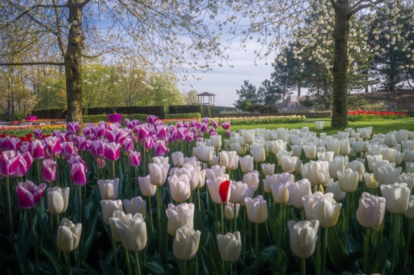 Cómo se ve el Parque de Tulipanes Keukenhof más hermoso sin un solo visitante