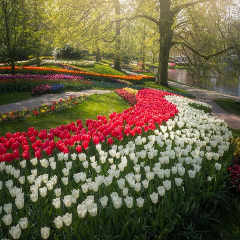 Cómo se ve el Parque de Tulipanes Keukenhof más hermoso sin un solo visitante