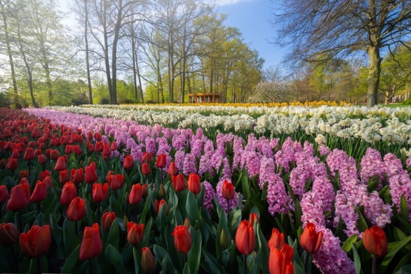 Cómo se ve el Parque de Tulipanes Keukenhof más hermoso sin un solo visitante