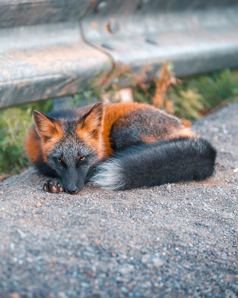 Cómo un fotógrafo canadiense se hizo amigo de un zorro