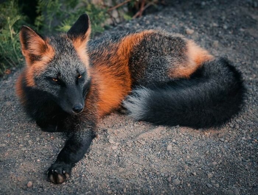 Cómo un fotógrafo canadiense se hizo amigo de un zorro