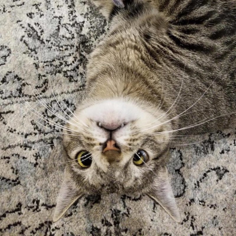 Cómo un gato con un cromosoma extra se convirtió en una estrella de Instagram