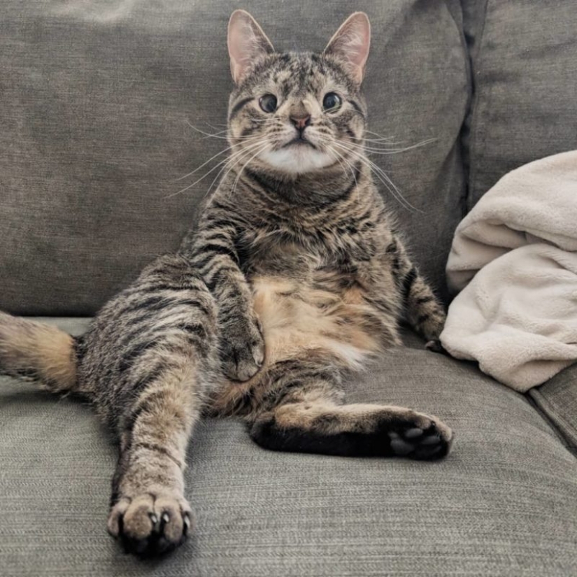 Cómo un gato con un cromosoma extra se convirtió en una estrella de Instagram