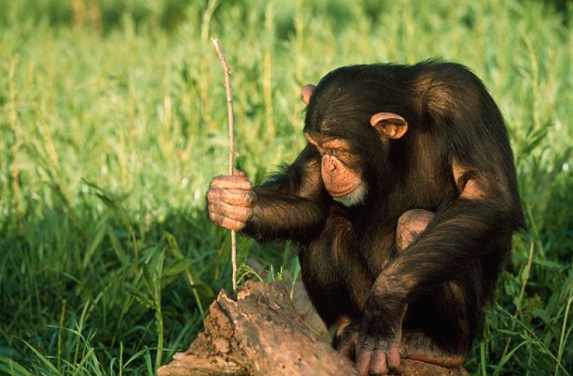 Cómo un mono es más humano y por qué? - Pictolic