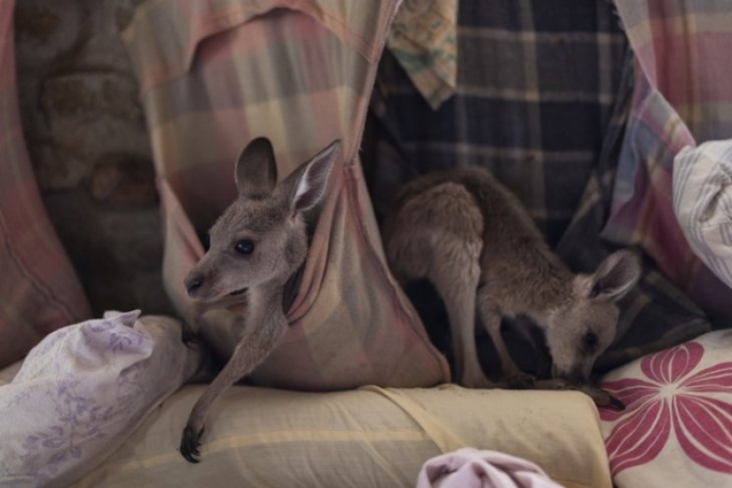 Cómo una pareja de Australia cuida a 60 canguros y cose bolsos para canguros