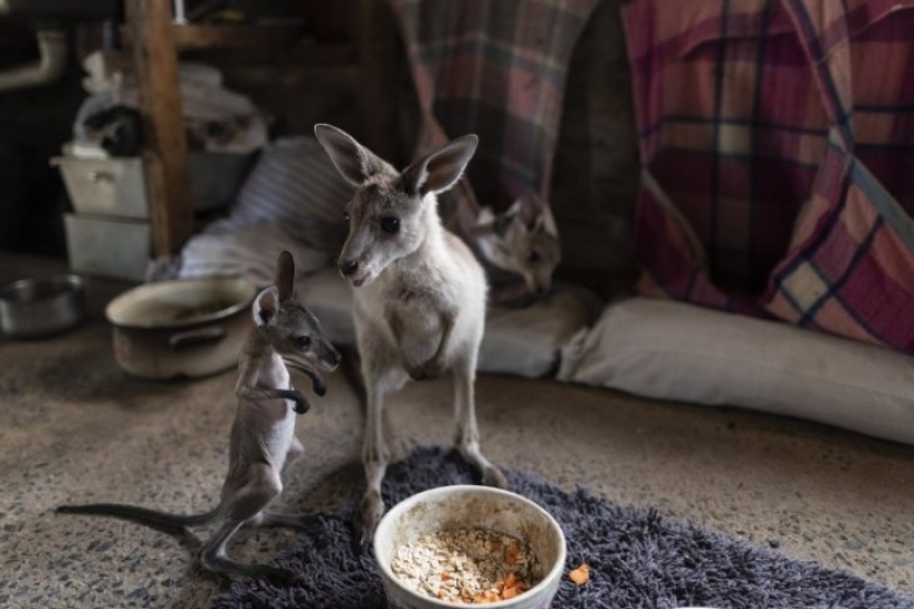 Cómo una pareja de Australia cuida a 60 canguros y cose bolsos para canguros
