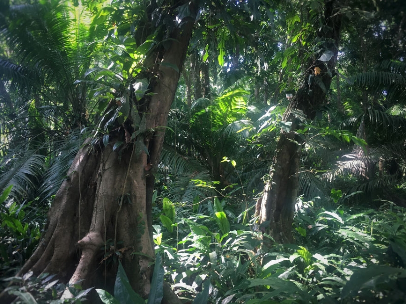 Cómo viajar por la jungla ayudó a un artista con autismo de ocho años