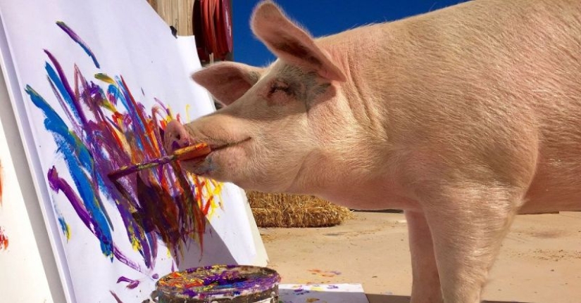 Cómo vive y crea Pigcasso - el cerdo más dotado del mundo