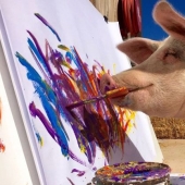 Cómo vive y crea Pigcasso - el cerdo más dotado del mundo