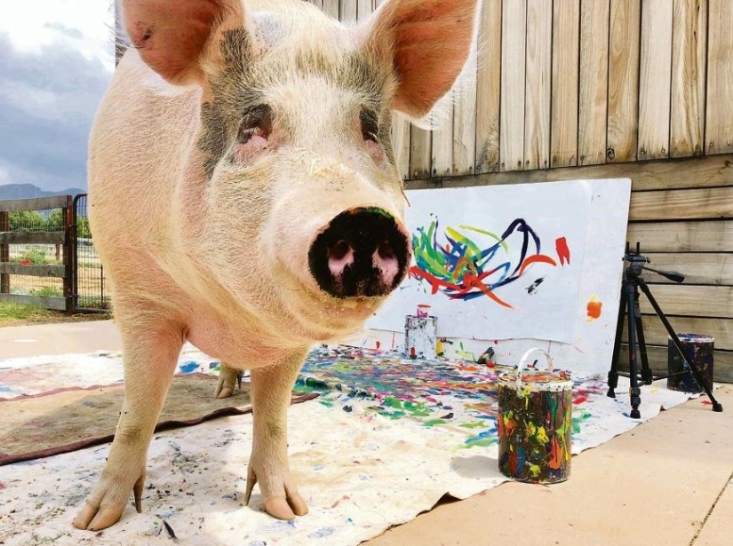 Cómo vive y crea Pigcasso - el cerdo más dotado del mundo