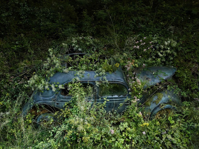 Coches abandonados en brazos de la naturaleza