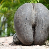 Coco de mer: a piquant palm that makes you blush