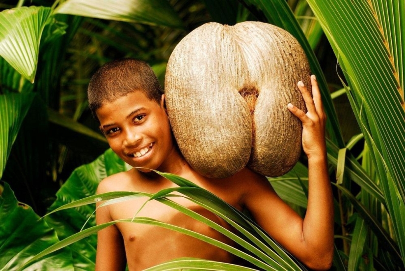 Coco de mer: a piquant palm that makes you blush