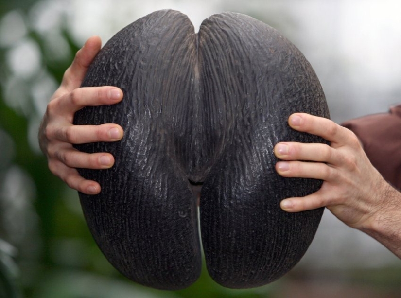 Coco de mer: una palmera picante que te hace sonrojar