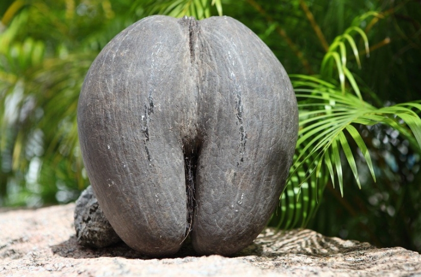 Coco de mer: una palmera picante que te hace sonrojar