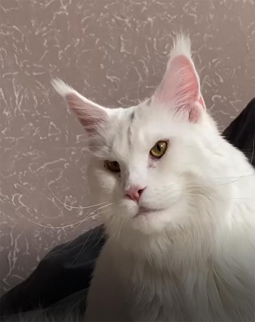 "Come indigno y bebe vodka": la cadena discute el gato gigante ruso