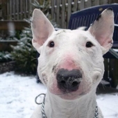 Comieron resina y ratones fritos: un jubilado con su perro vagó por la taiga durante tres semanas