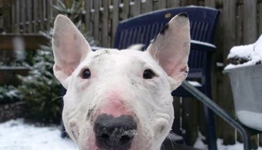 Comieron resina y ratones fritos: un jubilado con su perro vagó por la taiga durante tres semanas