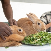 Conejo perdido ante un hombre en un concurso de comer ensaladas