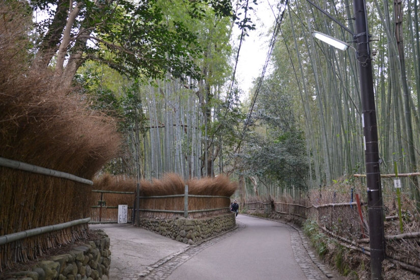 Corredor de bambú al pie de la montaña en Kioto