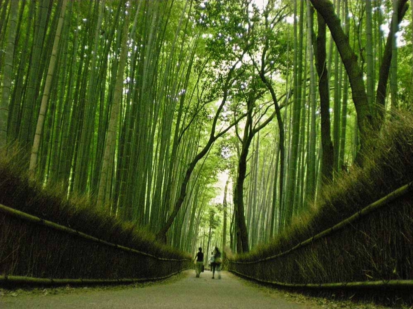 Corredor de bambú al pie de la montaña en Kioto