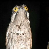 Cover face: Venezuelan bird sweat making eyes better than stars