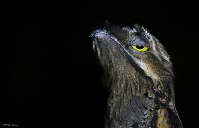 Cover face: Venezuelan bird sweat making eyes better than stars