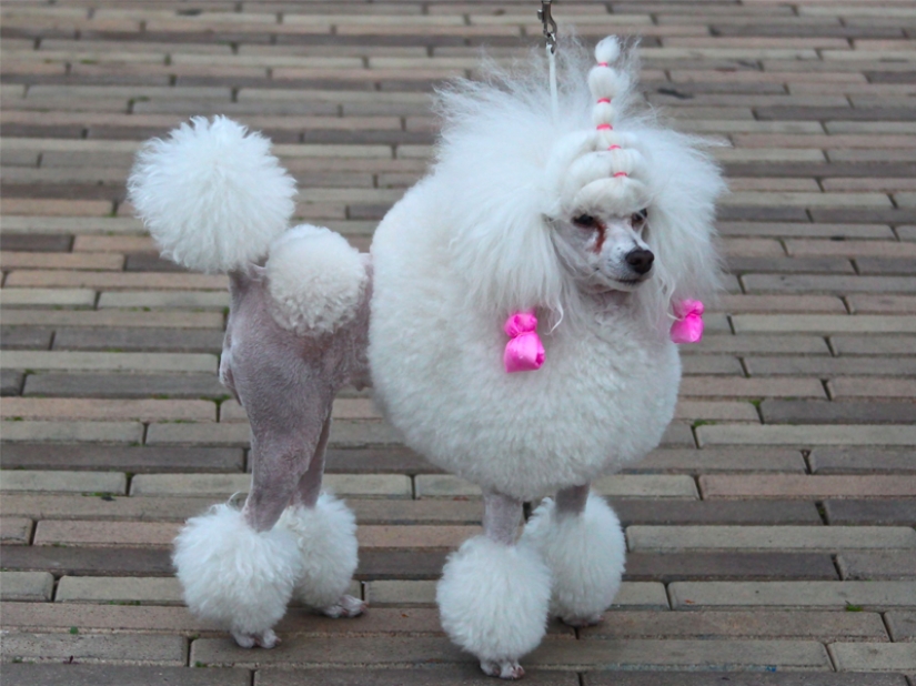 Creative haircuts for dogs: 25 photos