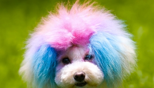 Creative haircuts for dogs: 25 photos