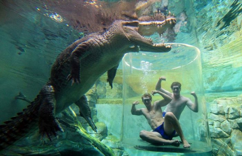 Crocosaurus Cove Extreme Attraction in Australia