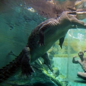 Crocosaurus Cove Extreme Attraction in Australia