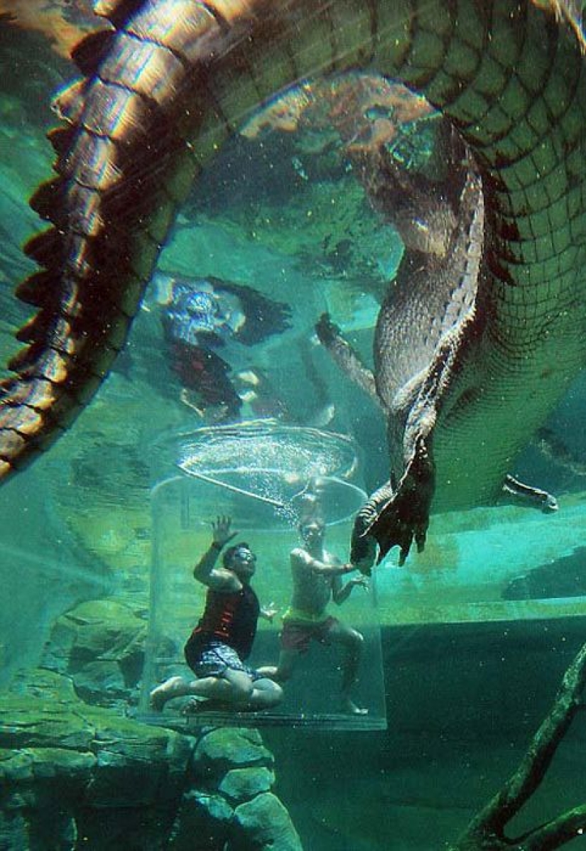 Crocosaurus Cove Extreme Attraction in Australia